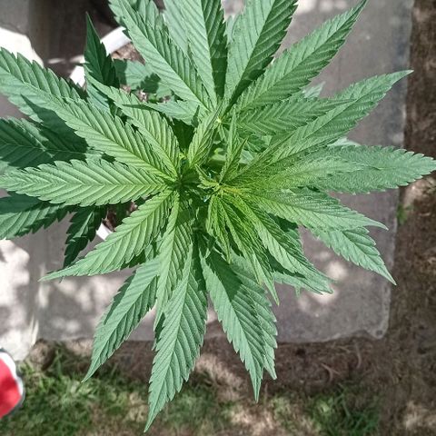 Gelato Kush growlog timeline photo