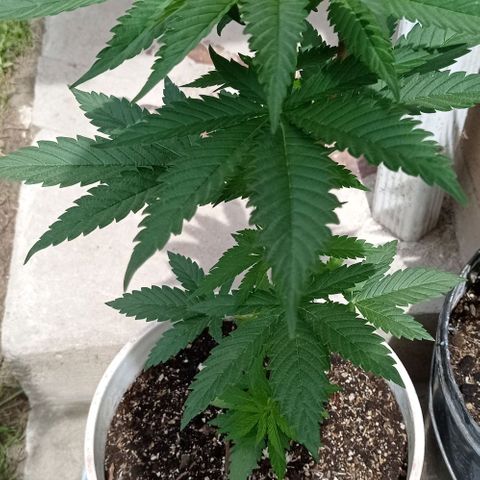Gelato Kush growlog timeline photo
