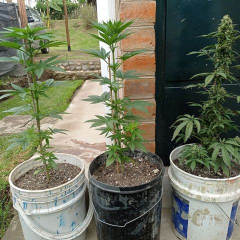Gelato Kush growlog photo: Dia de corte de mango rosa