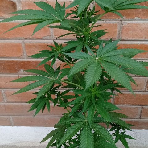 Gelato Kush growlog timeline photo