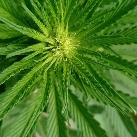 Gelato Kush growlog timeline photo