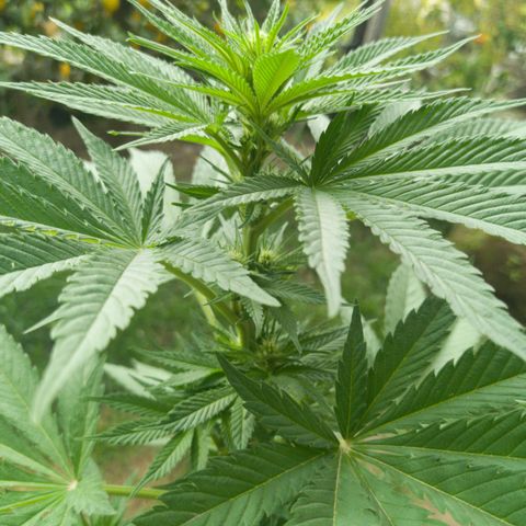 Gelato Kush growlog timeline photo