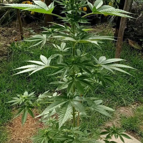 Gelato Kush growlog timeline photo