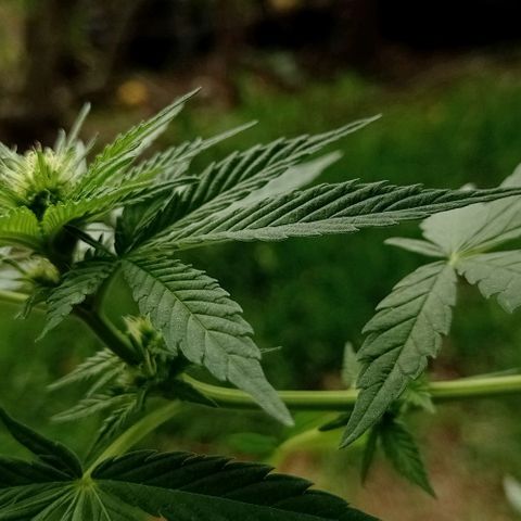 Gelato Kush growlog timeline photo