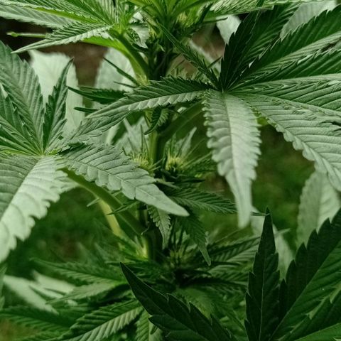 Gelato Kush growlog timeline photo