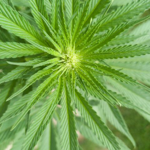 Gelato Kush growlog timeline photo