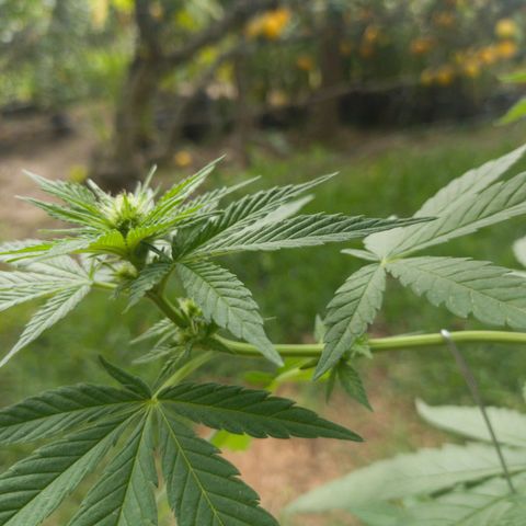 Gelato Kush growlog timeline photo