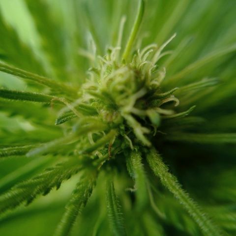 Gelato Kush growlog timeline photo