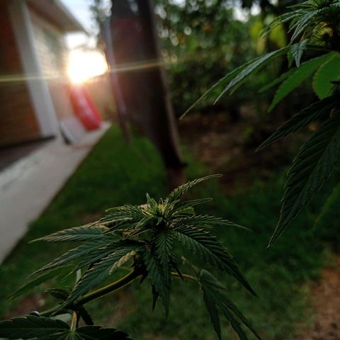 Gelato Kush growlog timeline photo