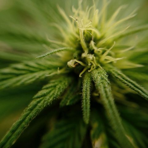 Gelato Kush growlog timeline photo