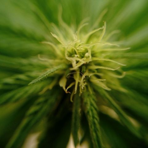 Gelato Kush growlog timeline photo
