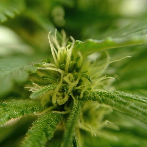 Gelato Kush growlog timeline photo