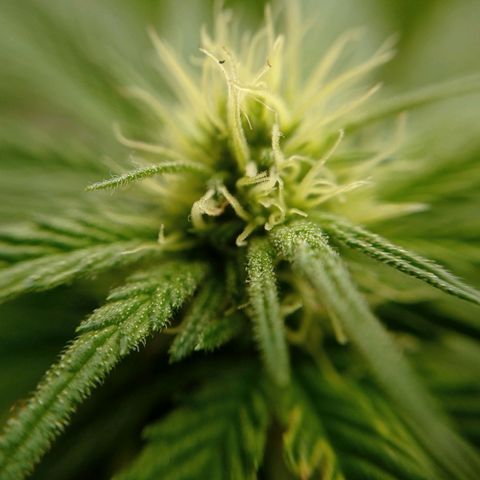 Gelato Kush growlog timeline photo