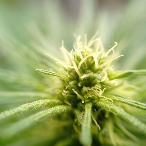 Gelato Kush growlog timeline photo