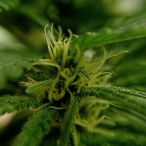 Gelato Kush growlog timeline photo