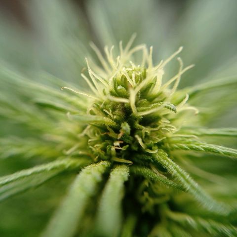 Gelato Kush growlog timeline photo