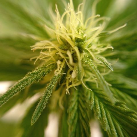 Gelato Kush growlog timeline photo