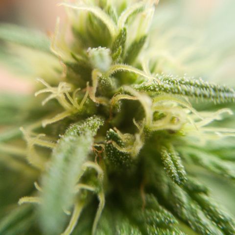 Gelato Kush growlog timeline photo