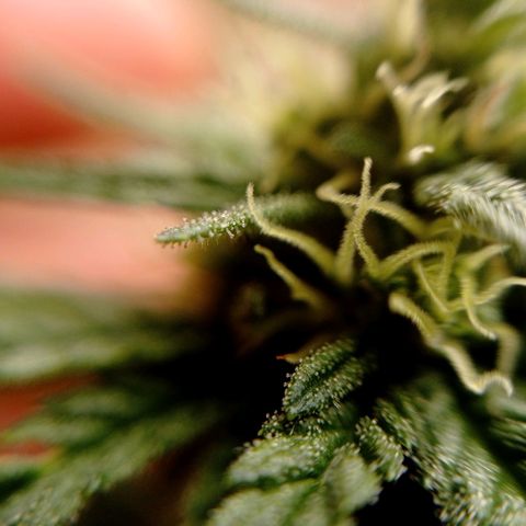 Gelato Kush growlog timeline photo