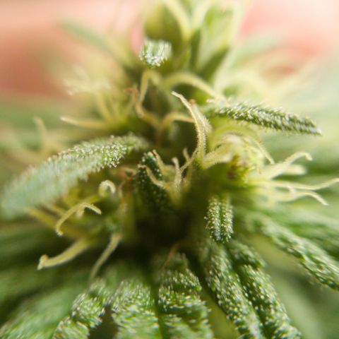 Gelato Kush growlog timeline photo
