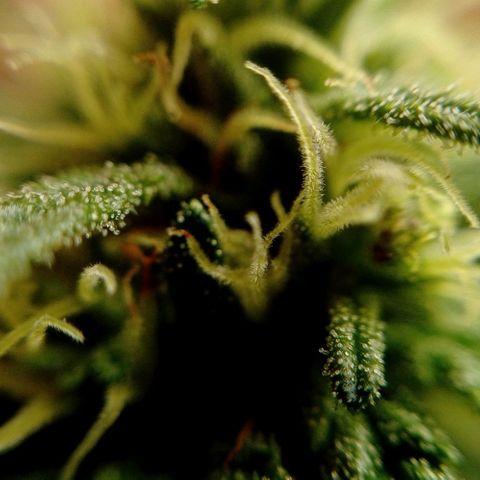 Gelato Kush growlog timeline photo