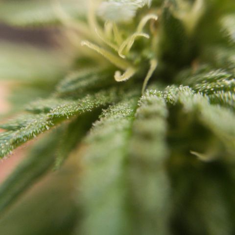 Gelato Kush growlog timeline photo