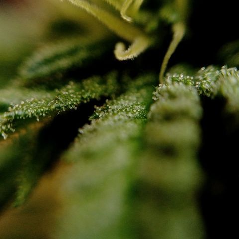 Gelato Kush growlog timeline photo