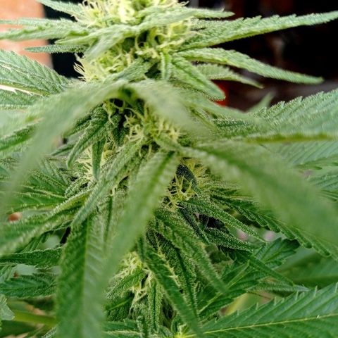 Gelato Kush growlog timeline photo