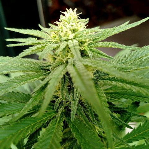 Gelato Kush growlog timeline photo