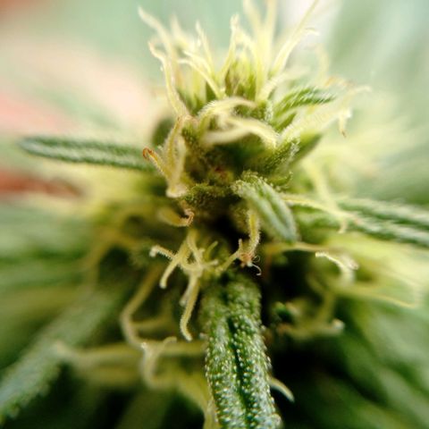 Gelato Kush growlog timeline photo