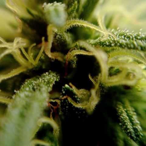 Gelato Kush growlog timeline photo