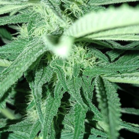 Gelato Kush growlog timeline photo
