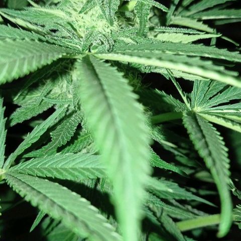 Gelato Kush growlog timeline photo