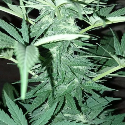 Gelato Kush growlog timeline photo