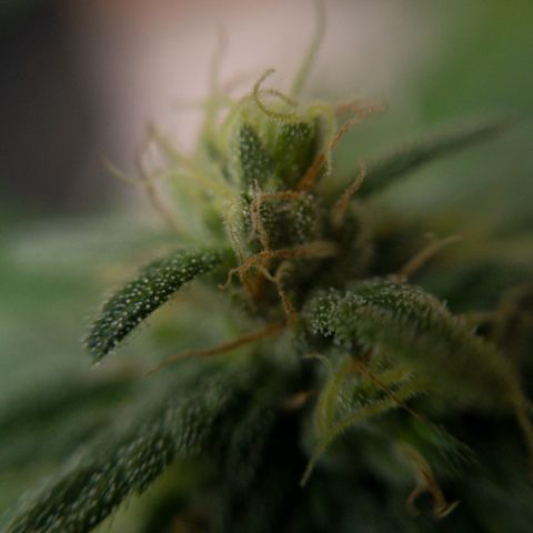 Gelato Kush growlog timeline photo