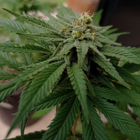 Gelato Kush growlog timeline photo
