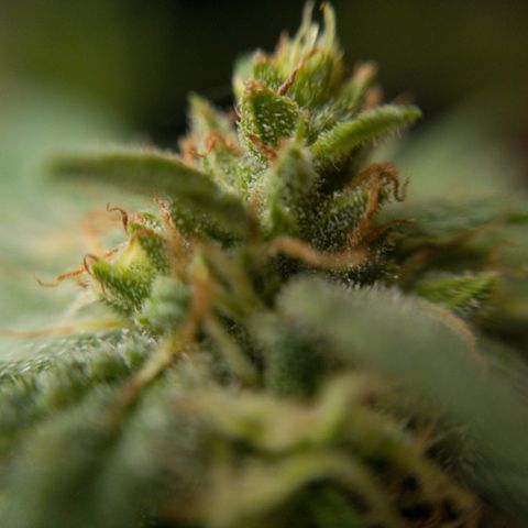 Gelato Kush growlog timeline photo