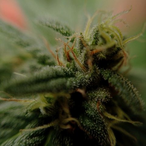 Gelato Kush growlog timeline photo