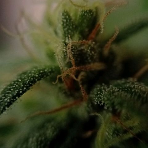 Gelato Kush growlog timeline photo