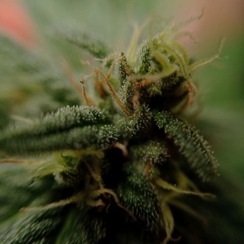 Gelato Kush growlog timeline photo