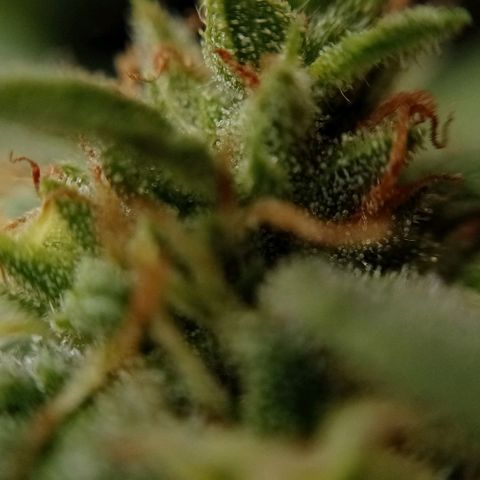 Gelato Kush growlog timeline photo