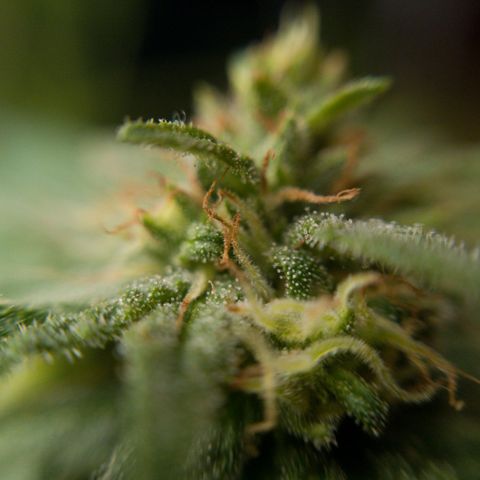 Gelato Kush growlog timeline photo