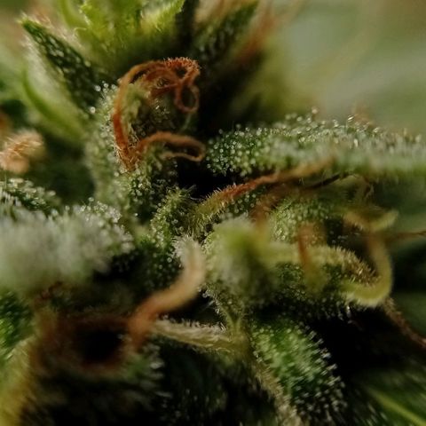Gelato Kush growlog timeline photo