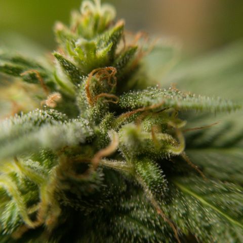 Gelato Kush growlog timeline photo
