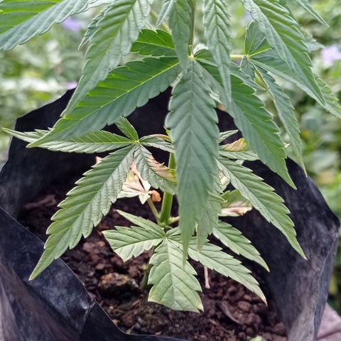 Gelato Kush growlog timeline photo