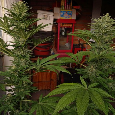 Gelato Kush growlog timeline photo