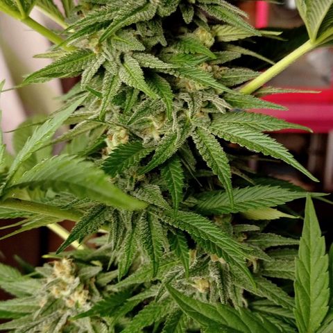 Gelato Kush growlog timeline photo