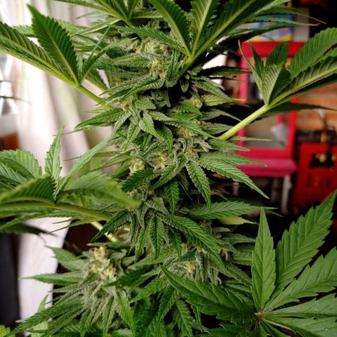 Gelato Kush growlog timeline photo