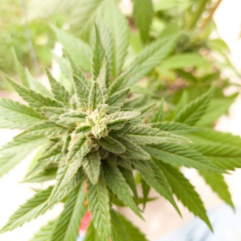 Gelato Kush growlog timeline photo