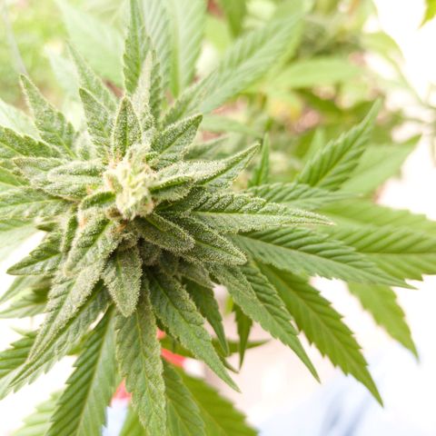 Gelato Kush growlog timeline photo